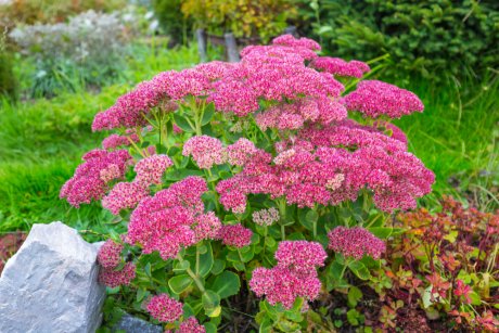 Очиток цветок садовый многолетний посадка советы и рекомендации