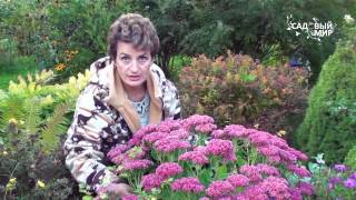 Очиток цветок садовый многолетний посадка советы и рекомендации