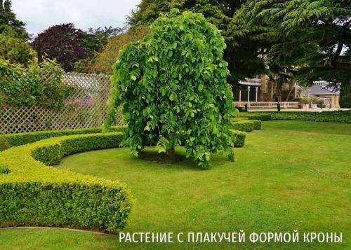 Лучшие декоративные деревья для огорода - как выбрать и наслаждаться их неповторимой красотой в любое время года