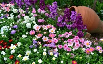 Лучшие однолетние цветы для дачи - выбираем и садим