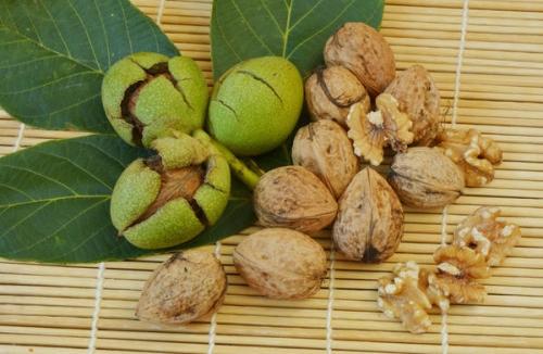 Ухаживать за грецким орехом в огороде - советы по выращиванию и уходу за деревьями