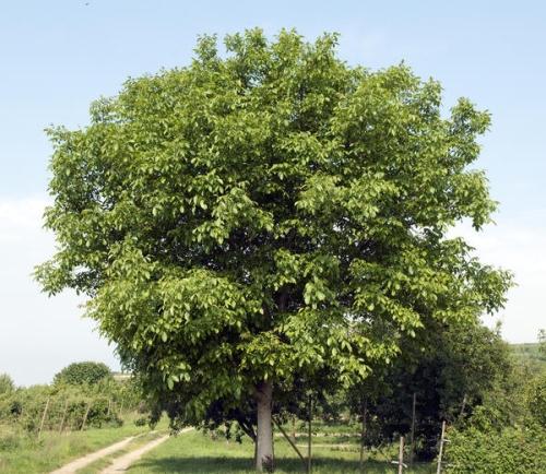 Ухаживать за грецким орехом в огороде - советы по выращиванию и уходу за деревьями