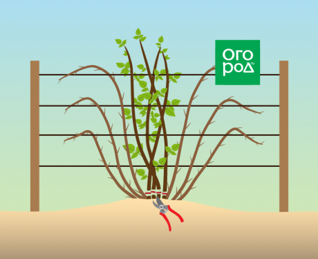 Как правильно обрезать садовую ежевику осенью и добиваться успешного урожая