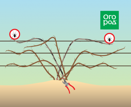 Как правильно обрезать садовую ежевику осенью и добиваться успешного урожая