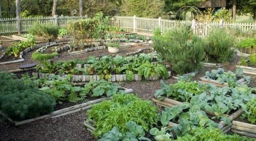 4 популярных варианта огородов для садоводов - выбирайте лучший для вашего участка