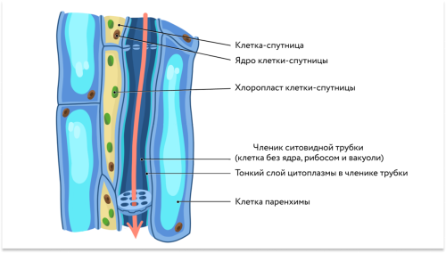 Внутреннее строение стебля: особенности анатомии и функции
