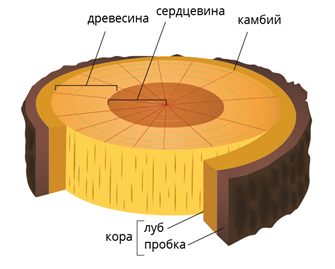 Внутреннее строение стебля: особенности анатомии и функции