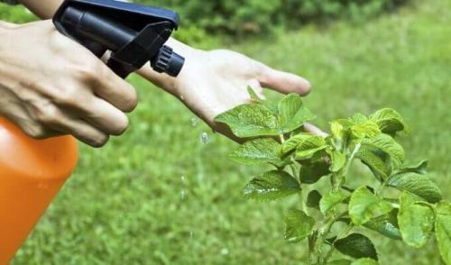 Биологический препарат для натуральной защиты растений от вредителей - эффективное средство борьбы с вредными насекомыми