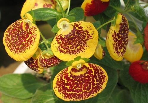 Необычные садовые растения - удивительное разнообразие видов и секреты их успешного выращивания