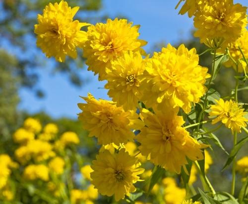 10 названий однолетних садовых цветов, которые помогут создать восхитительный сад
