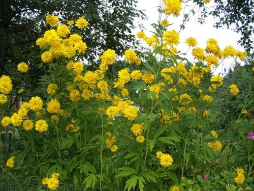 Красота в желтом - описания и названия прекрасных садовых цветов