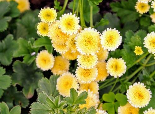 Красота в желтом - описания и названия прекрасных садовых цветов
