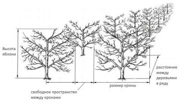 Как правильно расставлять деревья в саду - оптимальное расстояние между посадками