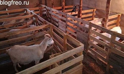 Содержание коз на садовом участке - преимущества и особенности в содержании