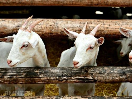 Содержание коз на садовом участке - преимущества и особенности в содержании