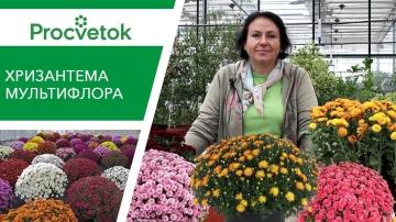 Мини хризантемы садовые - разнообразие сортов и правила ухода на сайте Sadys.ru