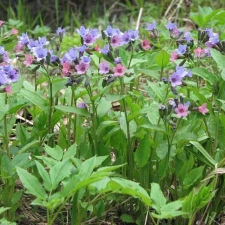 Где купить саженцы медуницы и как ее вырастить в саду