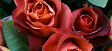 Лучшие садовые розы - рейтинг популярных сортов и полезные советы по уходу для их процветания в вашем саду