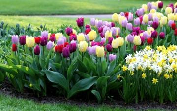 Как выбрать и посадить луковичные цветы для сада - советы и рекомендации