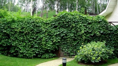Лиана - растение садовое - особенности выращивания и ухода для красивого и здорового сада