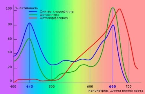 Освещение растений - подробный обзор и характеристики ламп для оптимального развития растений в домашних условиях