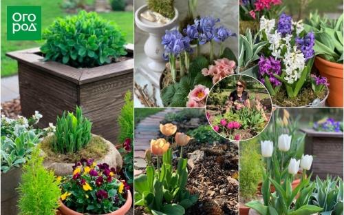 Посадка и уход за кринумом садовым - полезные советы и рекомендации профессиональным садоводам