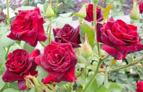Красные садовые растения - 10 ярких цветов для привлекательного и стильного оформления вашего сада