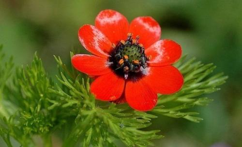 Красные садовые растения - 10 ярких цветов для привлекательного и стильного оформления вашего сада