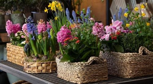 Создайте красивые клумбы из многолетних цветов с готовыми схемами - ваш сад превратится в настоящий цветущий рай!