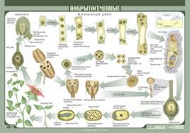 Корни цветкового растения - особенности, значение и их роль в жизни растения