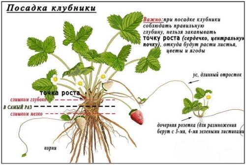 Знакомство с корнями садовой земляники - особенности и преимущества выращивания этой культуры