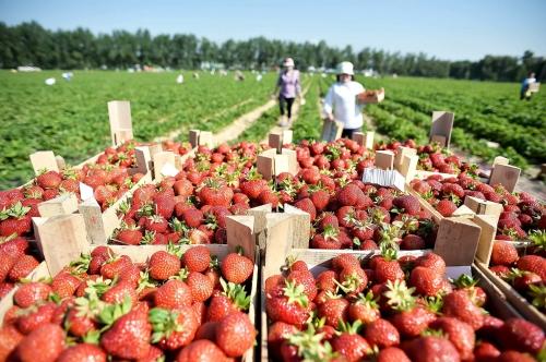 Знакомство с корнями садовой земляники - особенности и преимущества выращивания этой культуры