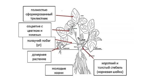 Знакомство с корнями садовой земляники - особенности и преимущества выращивания этой культуры