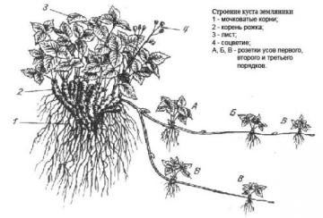 Знакомство с корнями садовой земляники - особенности и преимущества выращивания этой культуры