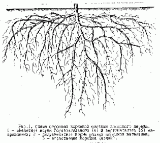 Садовые деревья - важность корней и их роль в жизни растений для здорового и красивого сада