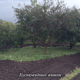 Корень вишни садовой - особенности и многообразие применений