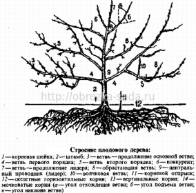 Корень вишни садовой - особенности и многообразие применений