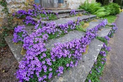 Кампанула садовая - техника посадки и секреты ухода, чтобы создать волшебное многолетнее цветение в вашем саду