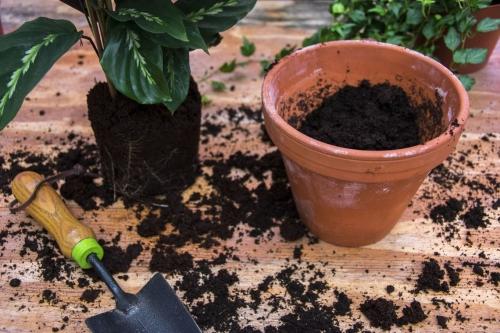 Выбор оптимальной почвы для процветания садовых растений - советы по грунту для вашего сада