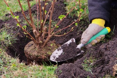 Какие садовые деревья сажают чаще всего? Руководство по выбору и уходу