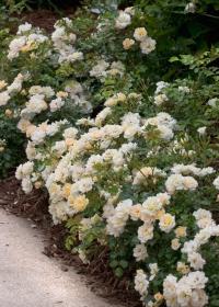 Выберите самые подходящие виды роз для создания прекрасного цветочного ансамбля в частном саду