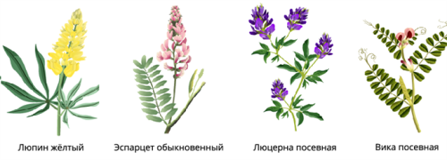 Культурные растения - богатство видов и многообразие применения