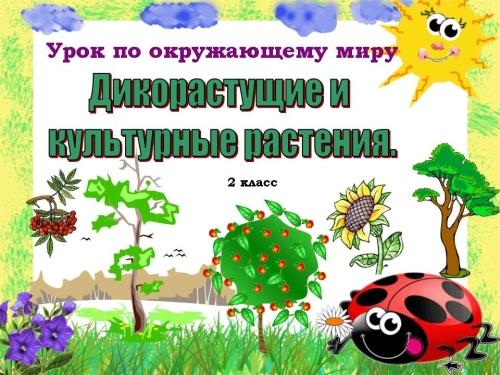 Культурные растения - богатство видов и многообразие применения