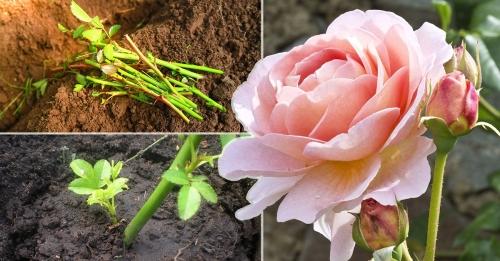 Как оживить радостные красавицы - пошаговая инструкция по черенкованию роз для долгого сохранения великолепия
