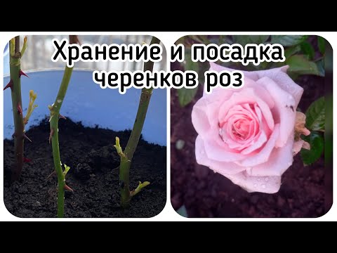 Как сохранить черенки роз до весны - полезные советы