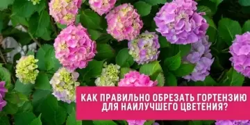 Как правильно обрезать гортензию осенью - основные правила и рекомендации для сохранения красоты сада