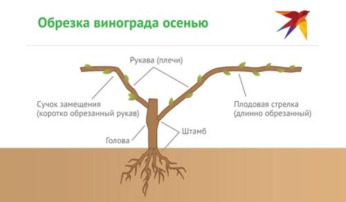 Как правильно обрезать виноград осенью - пошаговая инструкция для садоводов