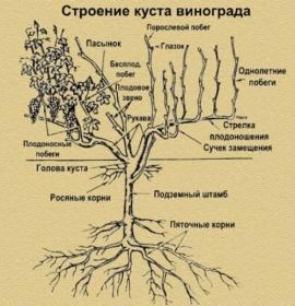 Как правильно обрезать виноград осенью - пошаговая инструкция для садоводов