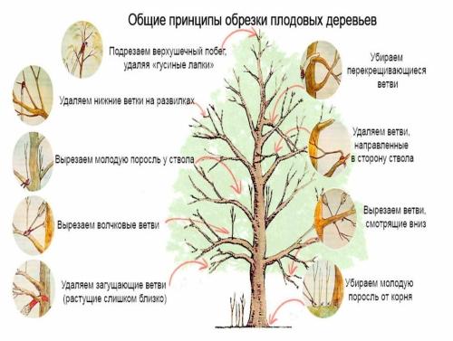 Как правильно обрезать деревья осенью - советы и рекомендации для сохранения здоровья растений и обеспечения их красивого внешнего вида