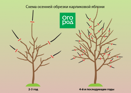 Как правильно обрезать деревья осенью - советы и рекомендации для сохранения здоровья растений и обеспечения их красивого внешнего вида